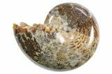 Polished Ammonite (Phylloceras) Fossil - Madagascar #297084-1